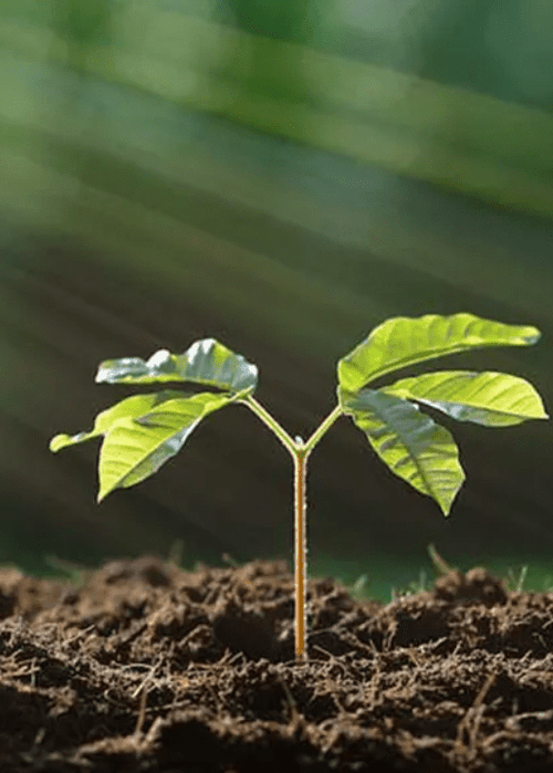 Illustrative image for the article: Tribe is committed to Earth Day with 1% for the Planet and EARTHDAY.ORG