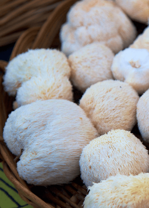Definitive Guide for Lions Mane
