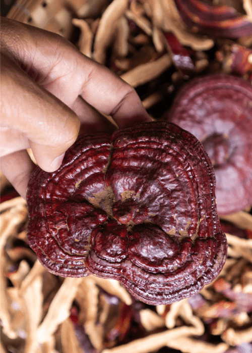 Benefits of Mushroom Supplements