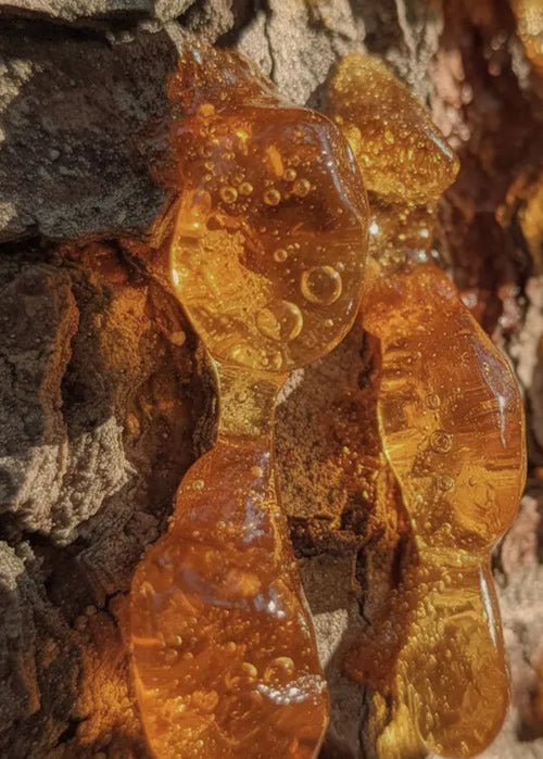 Frankincense Supplement Benefits: Evidence, Uses & How to Take Boswellia