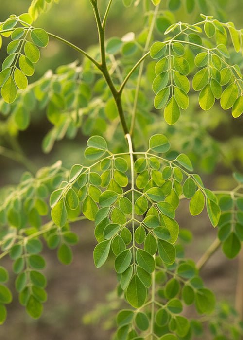 How Much Moringa Per Day? Safe Dosages, Forms & Guidelines