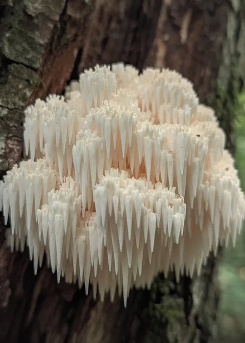 Lion’s Mane and ADHD: Emerging Science, Realistic Expectations, and How to Use It Safely