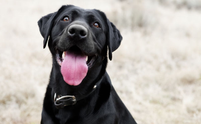 Ashwagandha for Pet Health