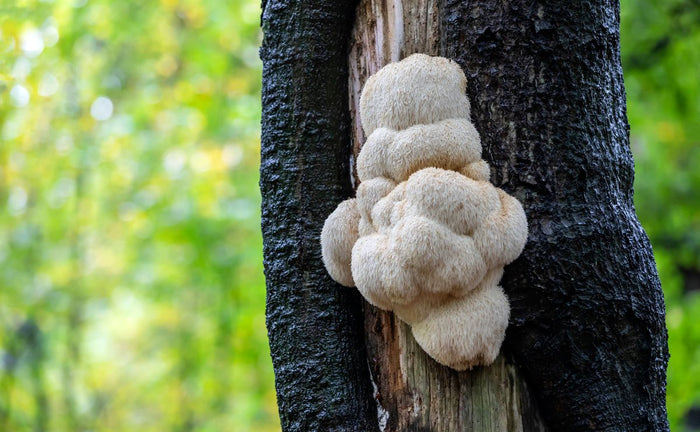 Is Lion's Mane Mushroom Good For My Digestion? | Tribe Organics