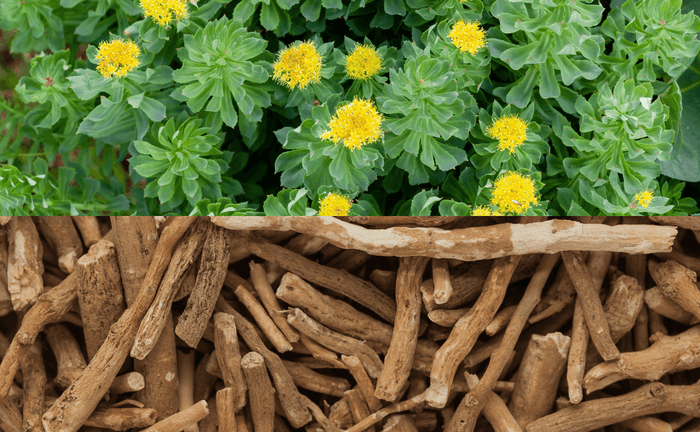 Ashwagandha vs Rhodiola: Which Adaptogen Fits Your Needs?