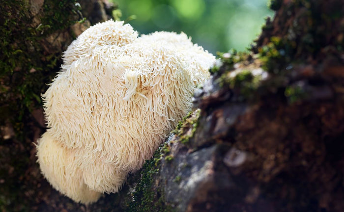 Definitive Guide for Lions Mane